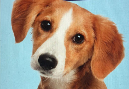 O Concello de Noia porá en marcha unha campaña de control do microchip de identificación dos cans no mes de xuño